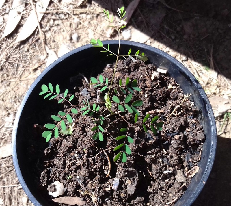 Albizia guillainii