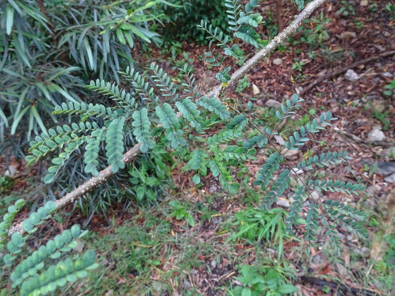 Albizia guillainii photo 2