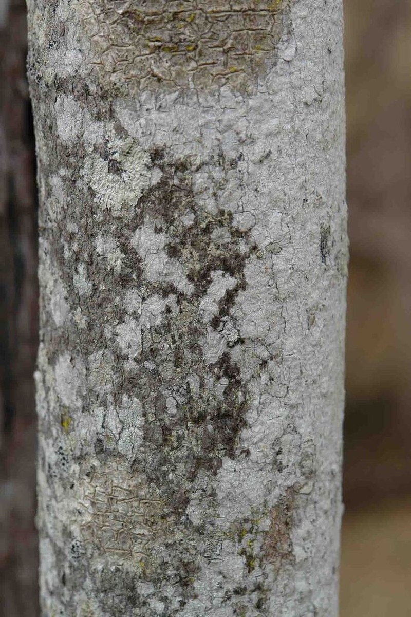 Albizia guillainii photo 5