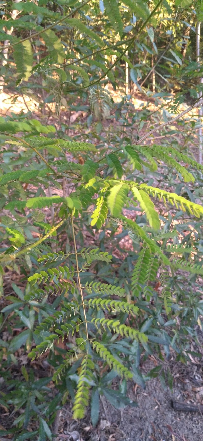 Albizia guillainii photo 6