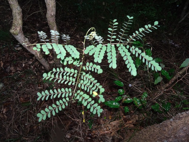 Albizia guillainii photo 7