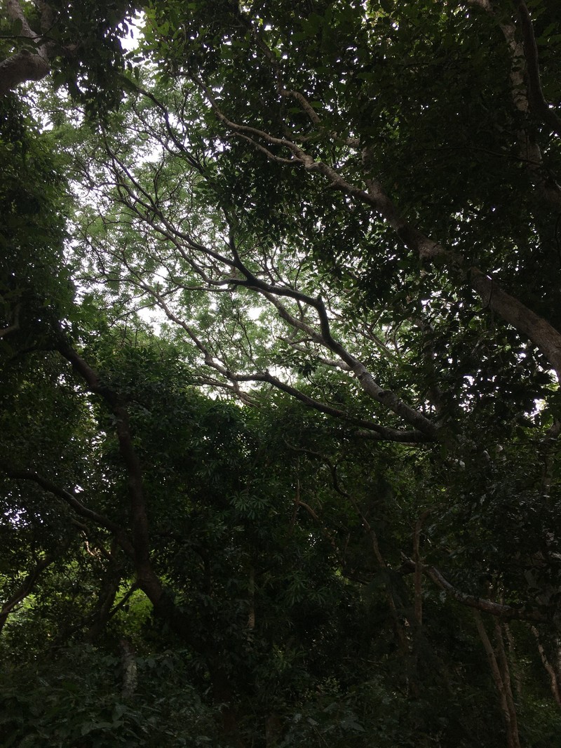 Albizia guillainii photo 8