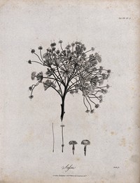 Albizia gummifera