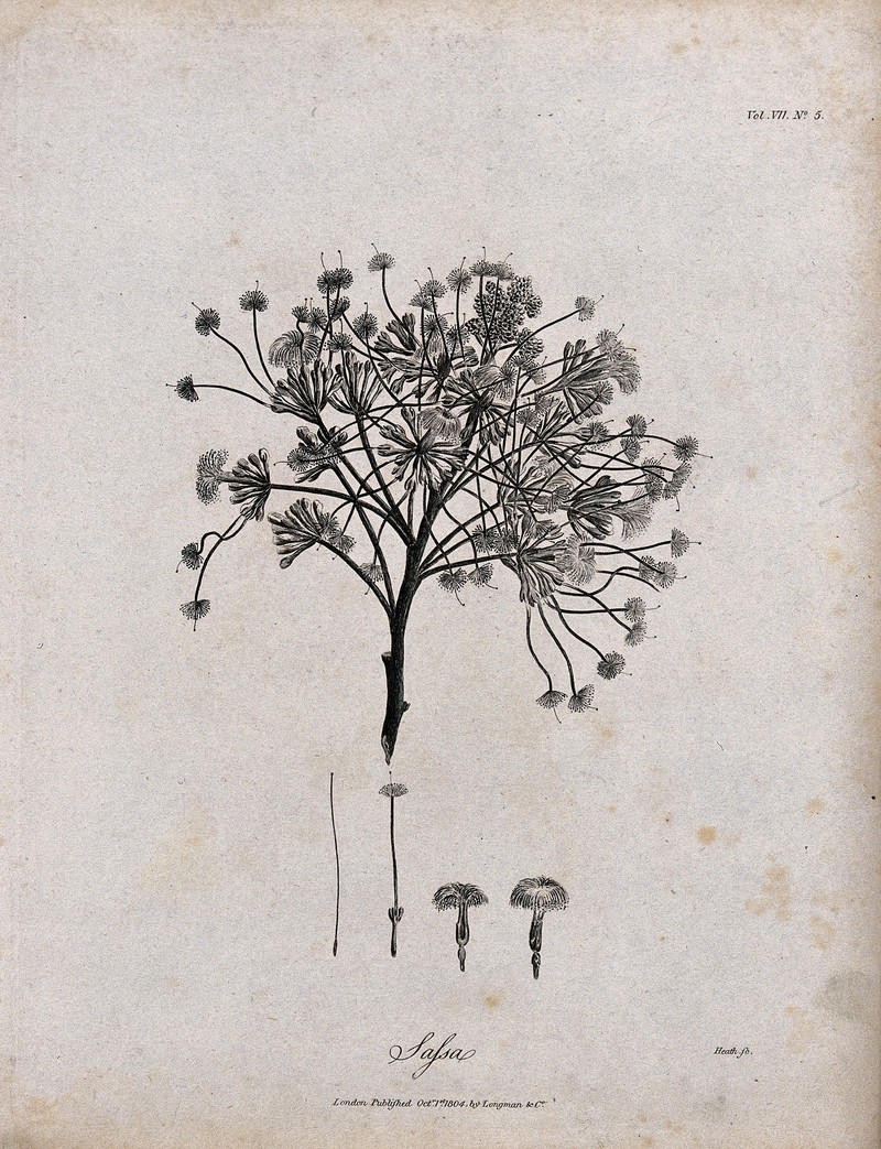 Albizia gummifera