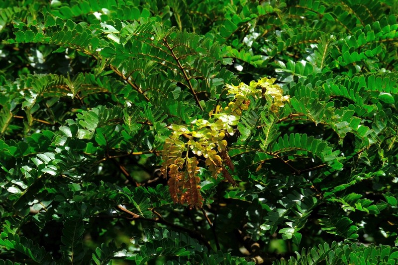 Albizia gummifera photo 2