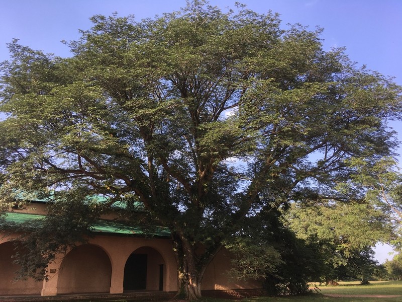 Albizia gummifera photo 4