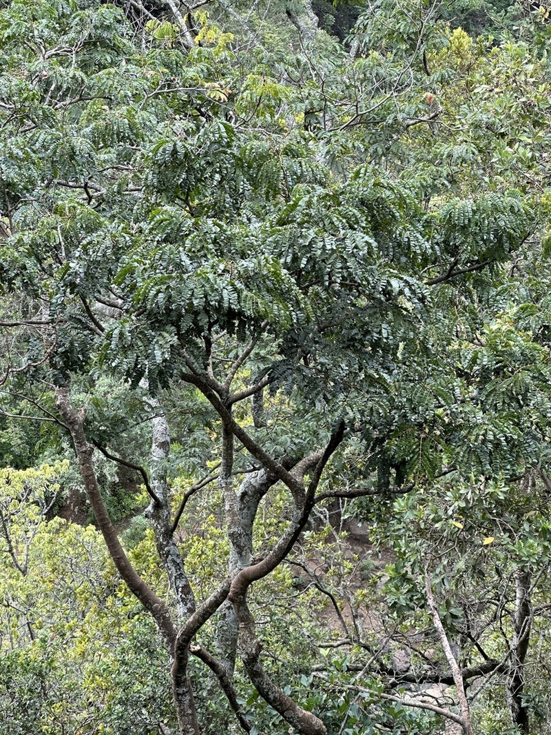 Albizia gummifera photo 5