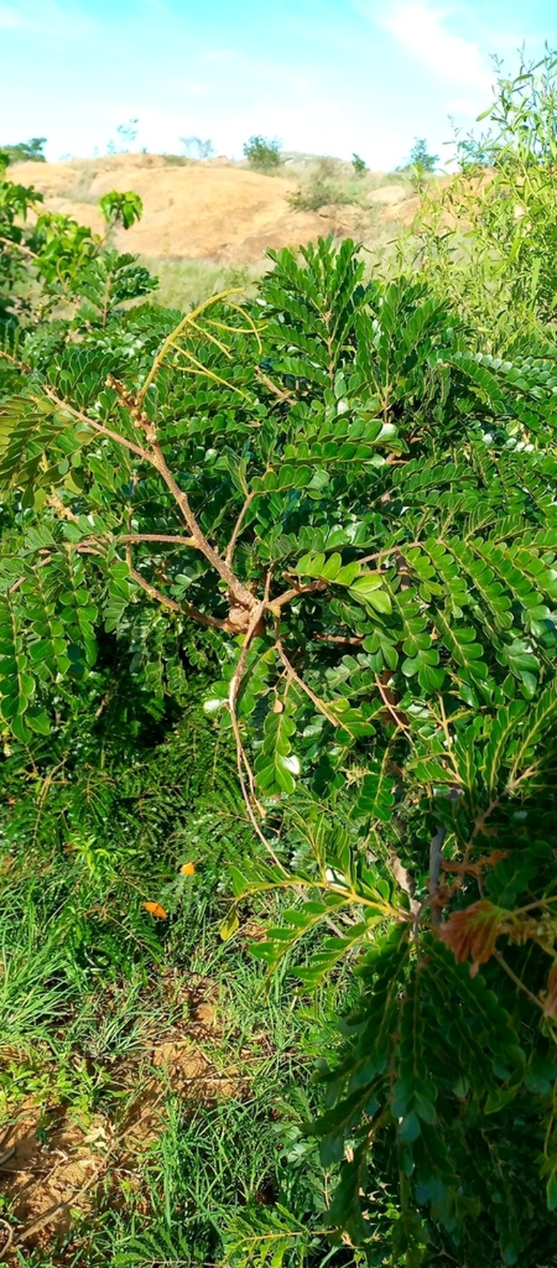 Albizia gummifera photo 6