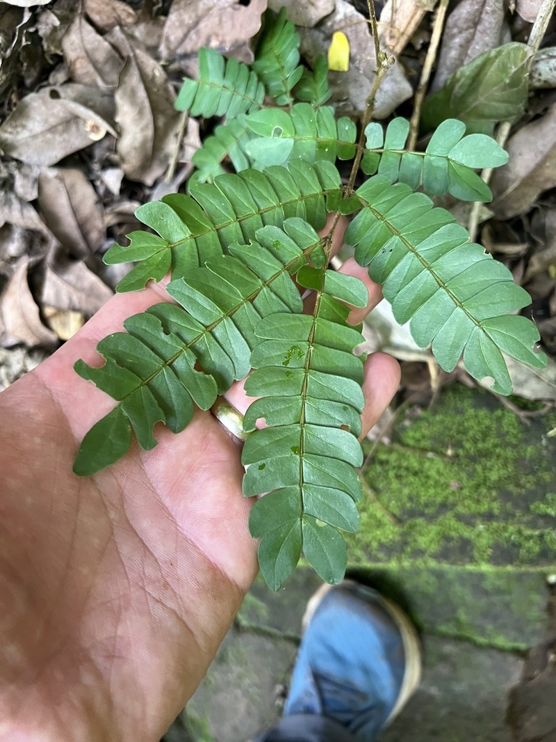 Albizia gummifera photo 8
