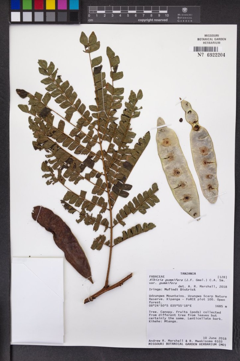 Albizia gummifera var. gummifera photo 2