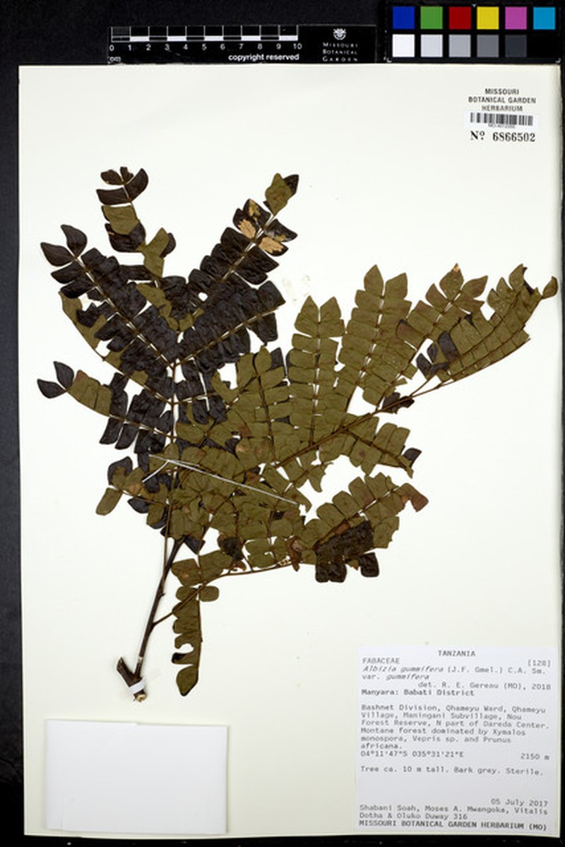 Albizia gummifera var. gummifera photo 3