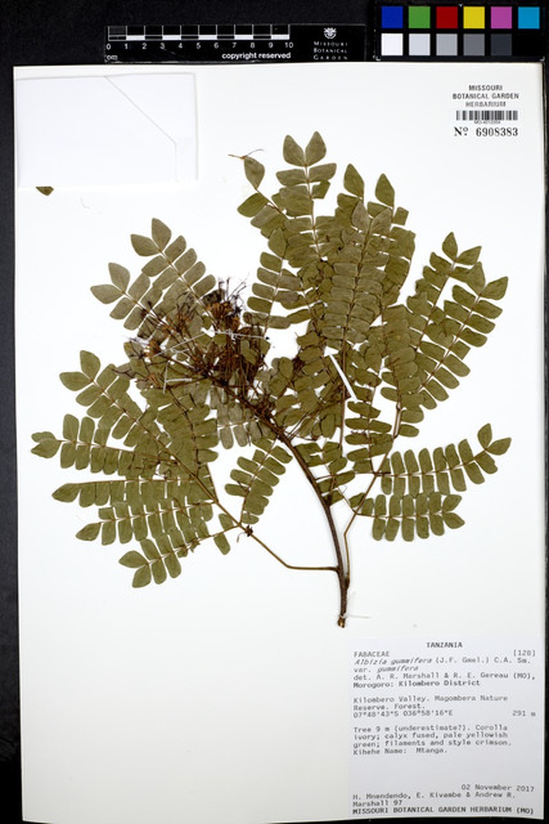 Albizia gummifera var. gummifera photo 4