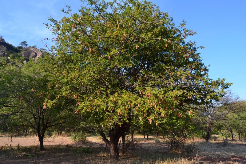 Albizia harveyi