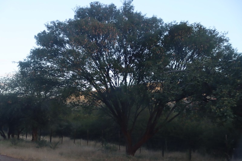 Albizia harveyi photo 2