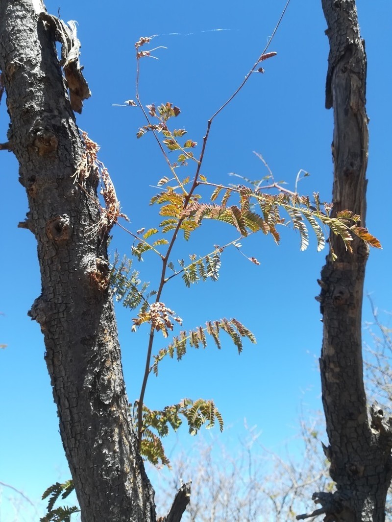 Albizia harveyi photo 3