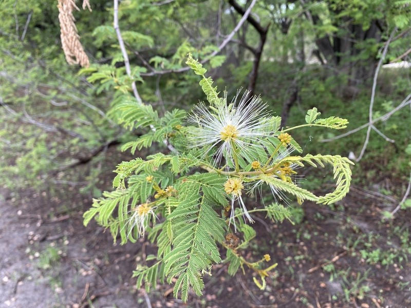 Albizia harveyi photo 4