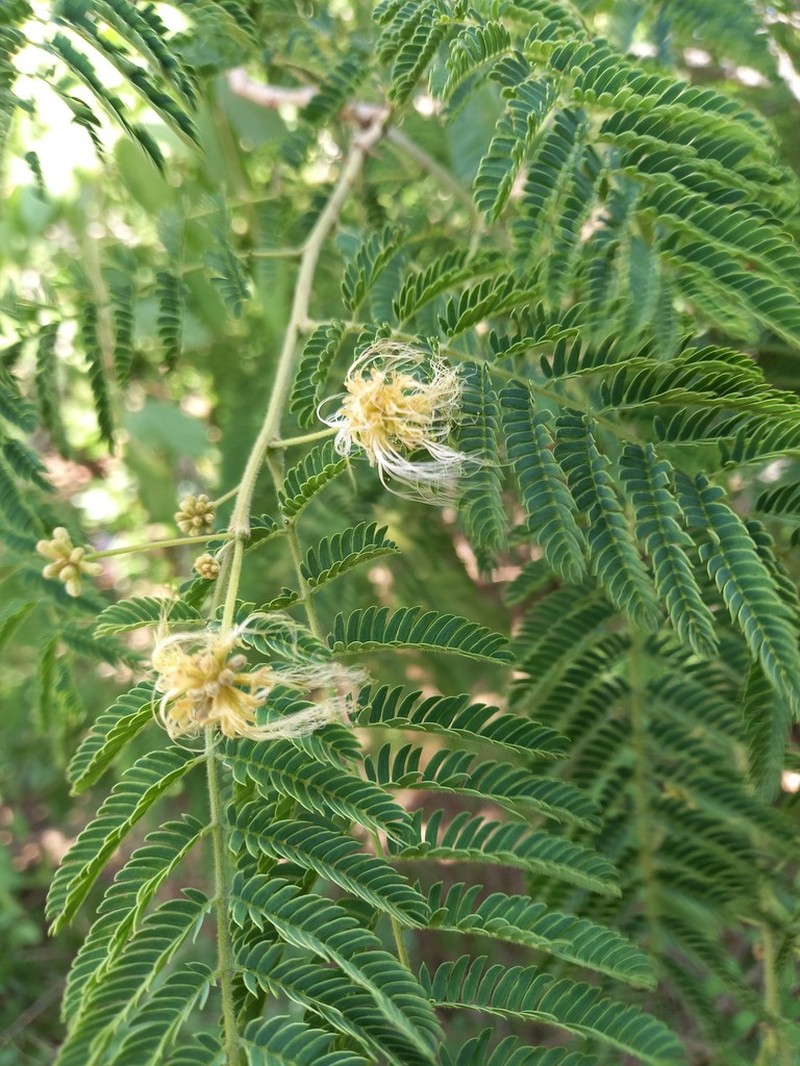 Albizia harveyi photo 5