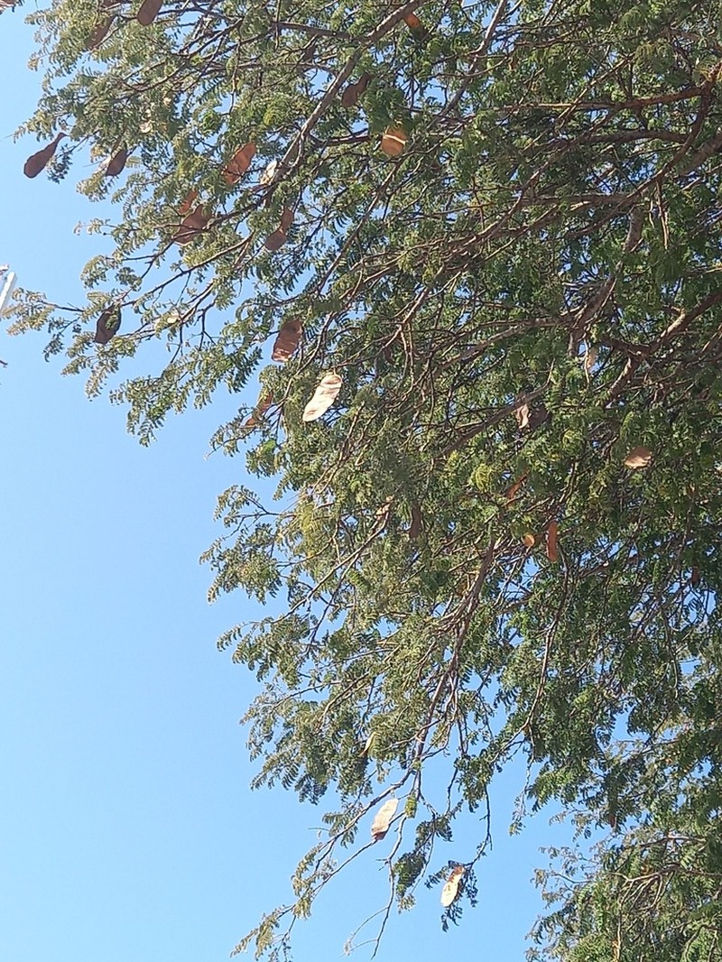 Albizia harveyi photo 6