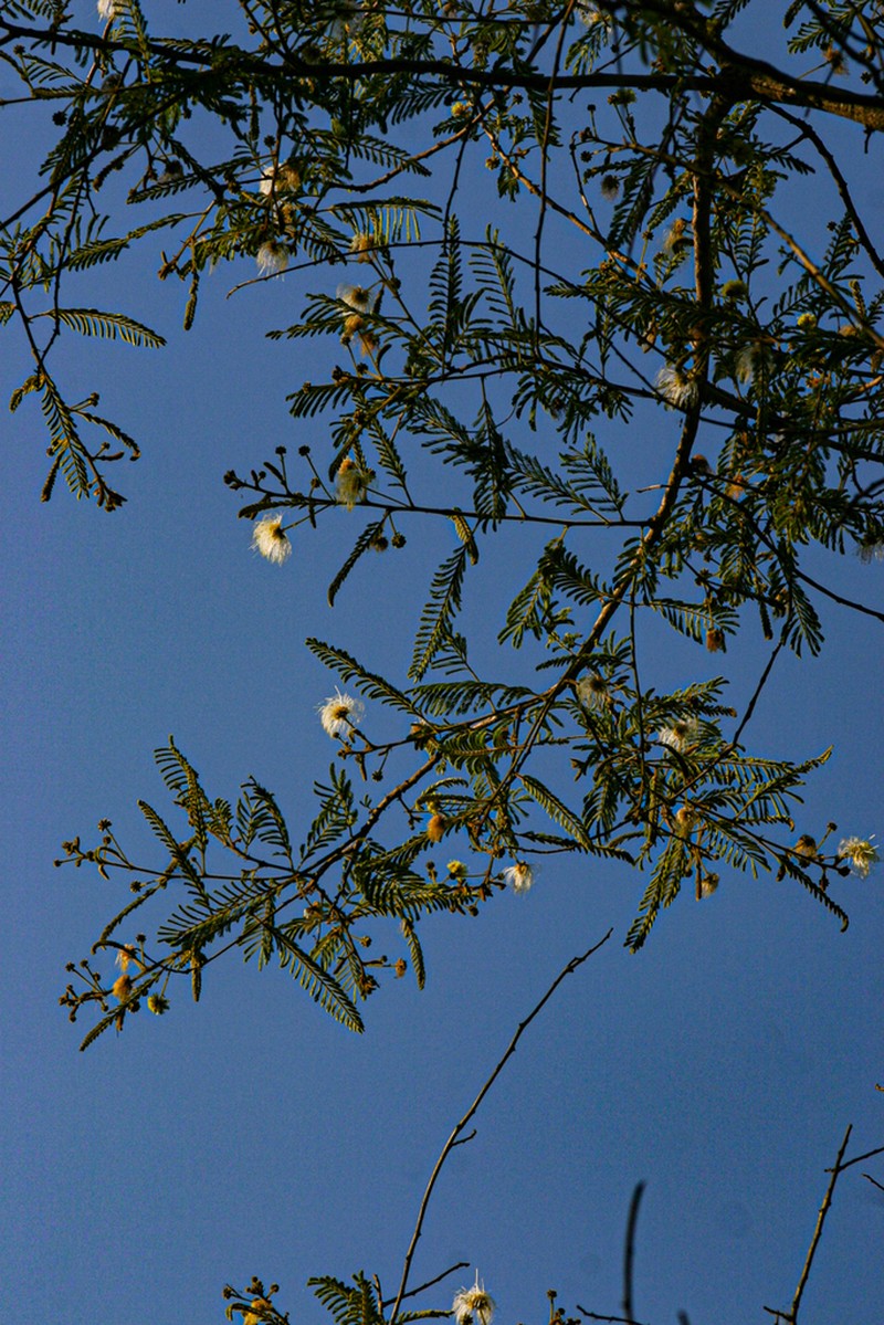 Albizia harveyi photo 7