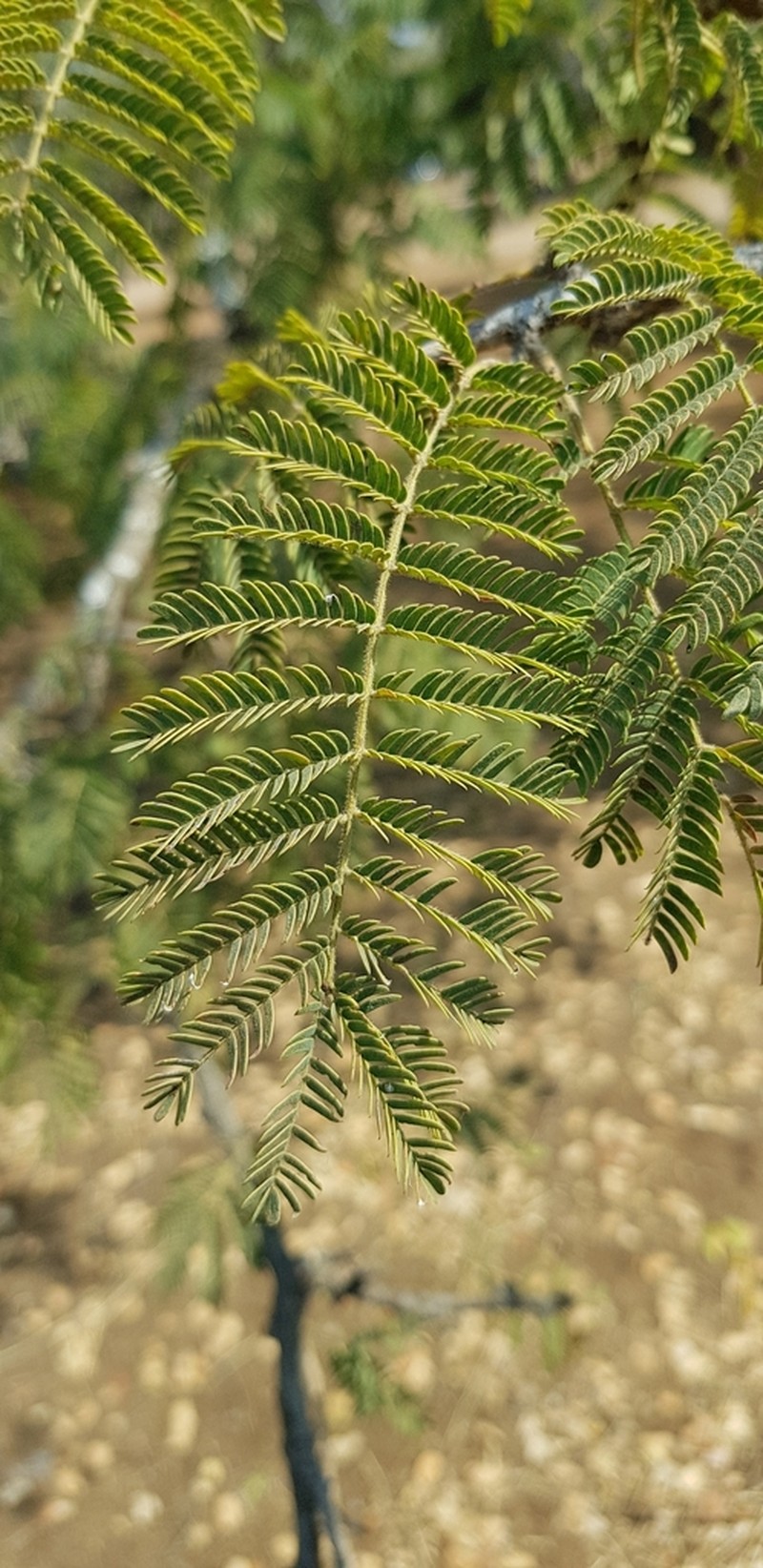 Albizia harveyi photo 8