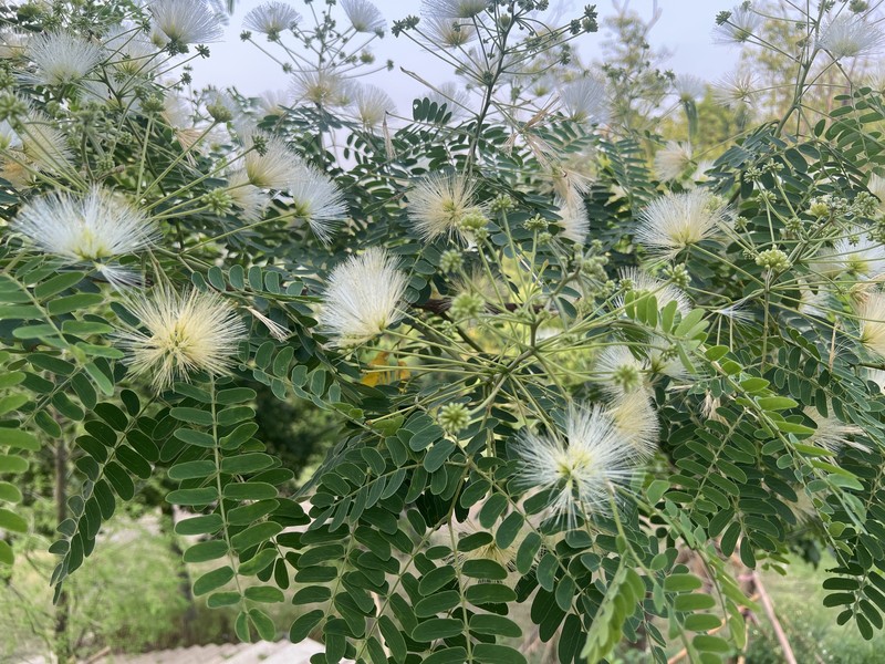 Albizia henryi