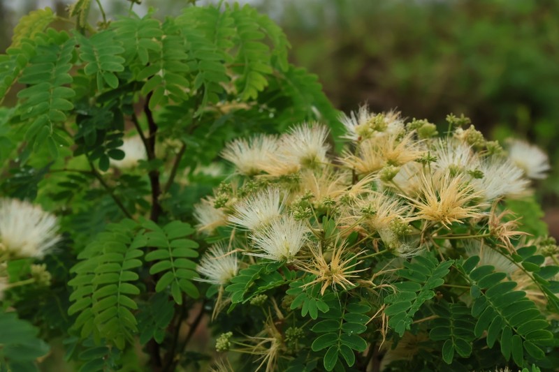 Albizia henryi photo 3