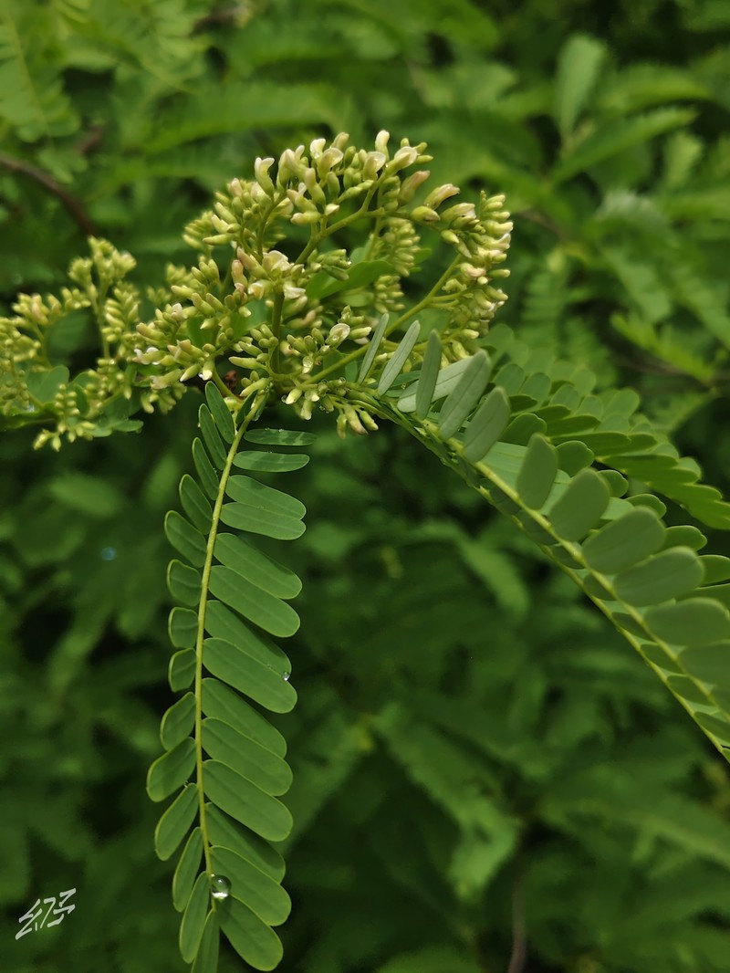 Albizia henryi photo 4