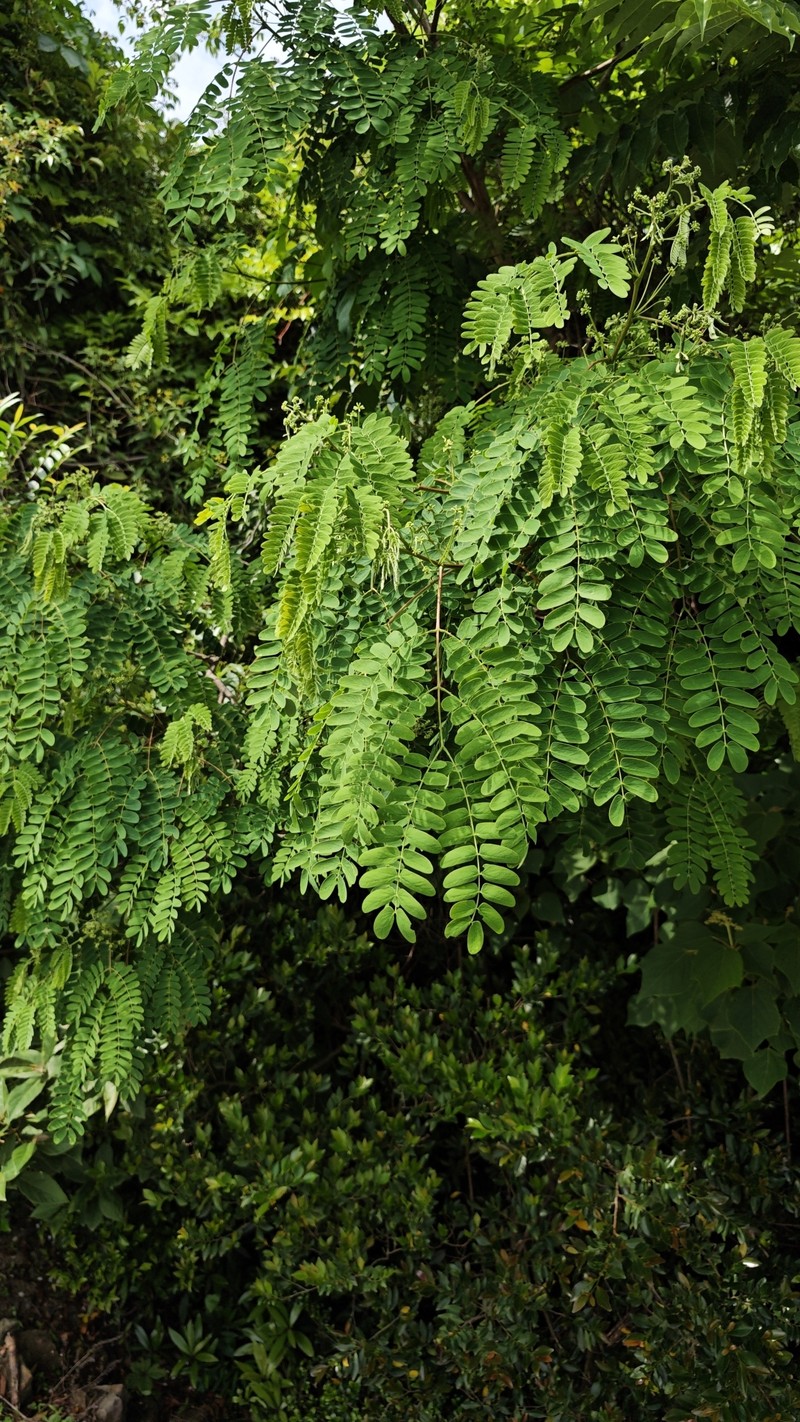 Albizia henryi photo 5