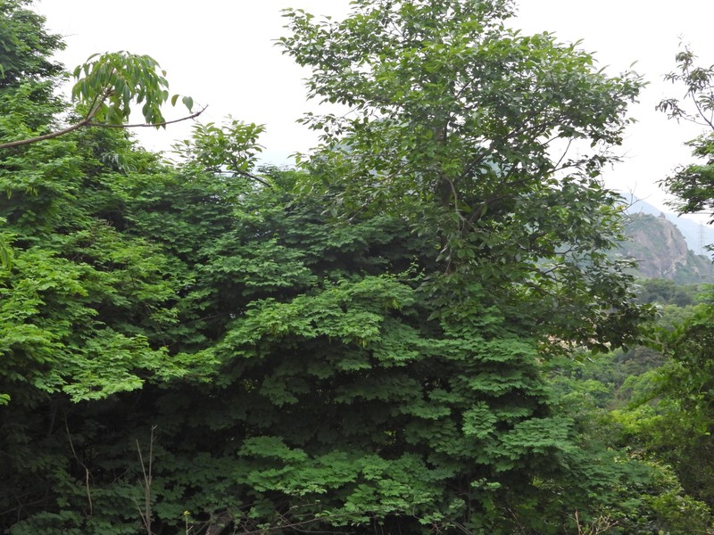 Albizia henryi photo 7