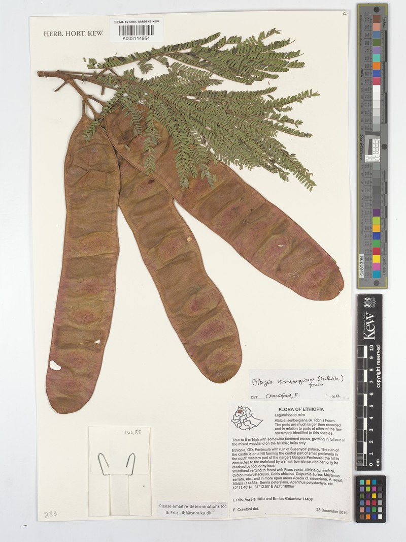 Albizia isenbergiana