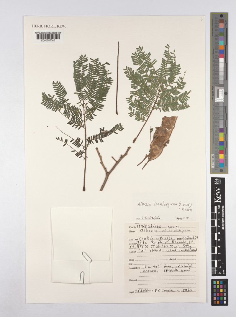 Albizia isenbergiana photo 2