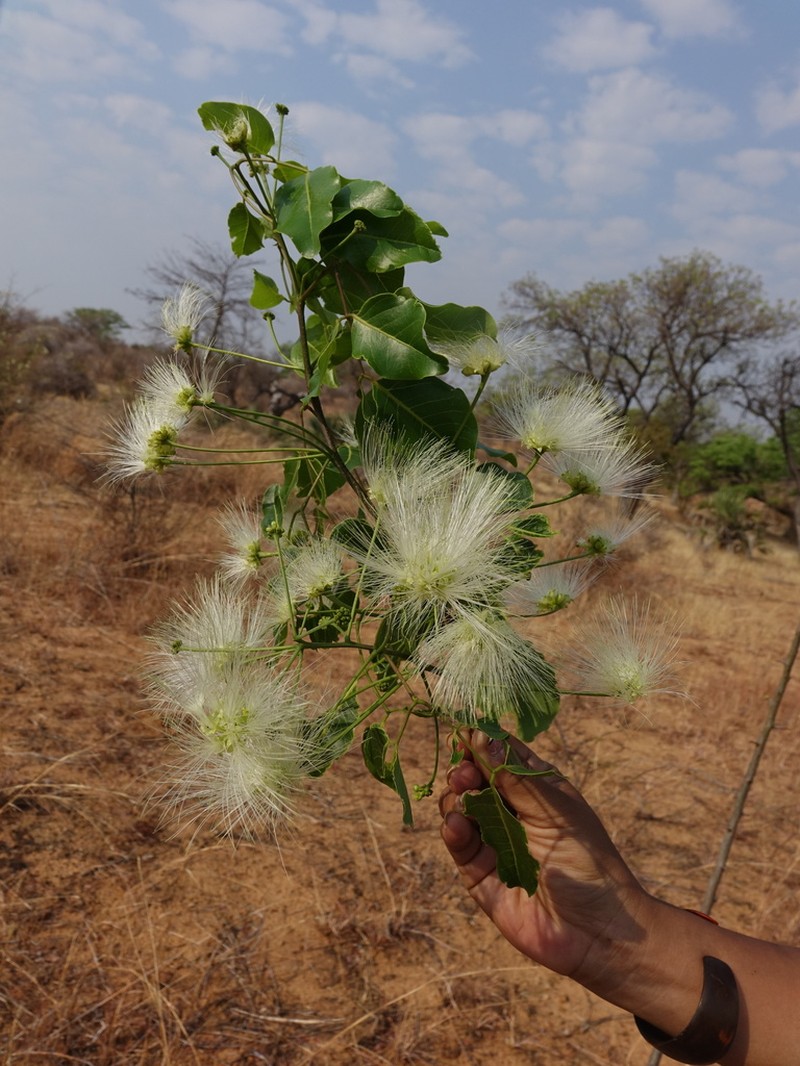 Albizia jaubertiana