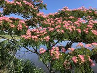 Silktree