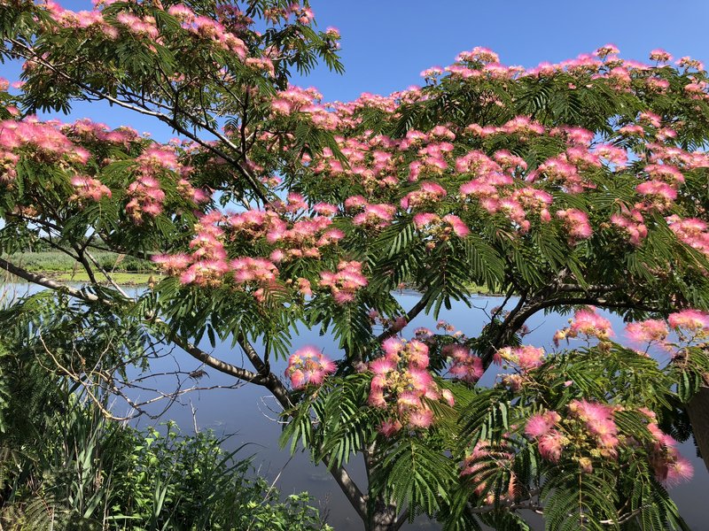 Silktree