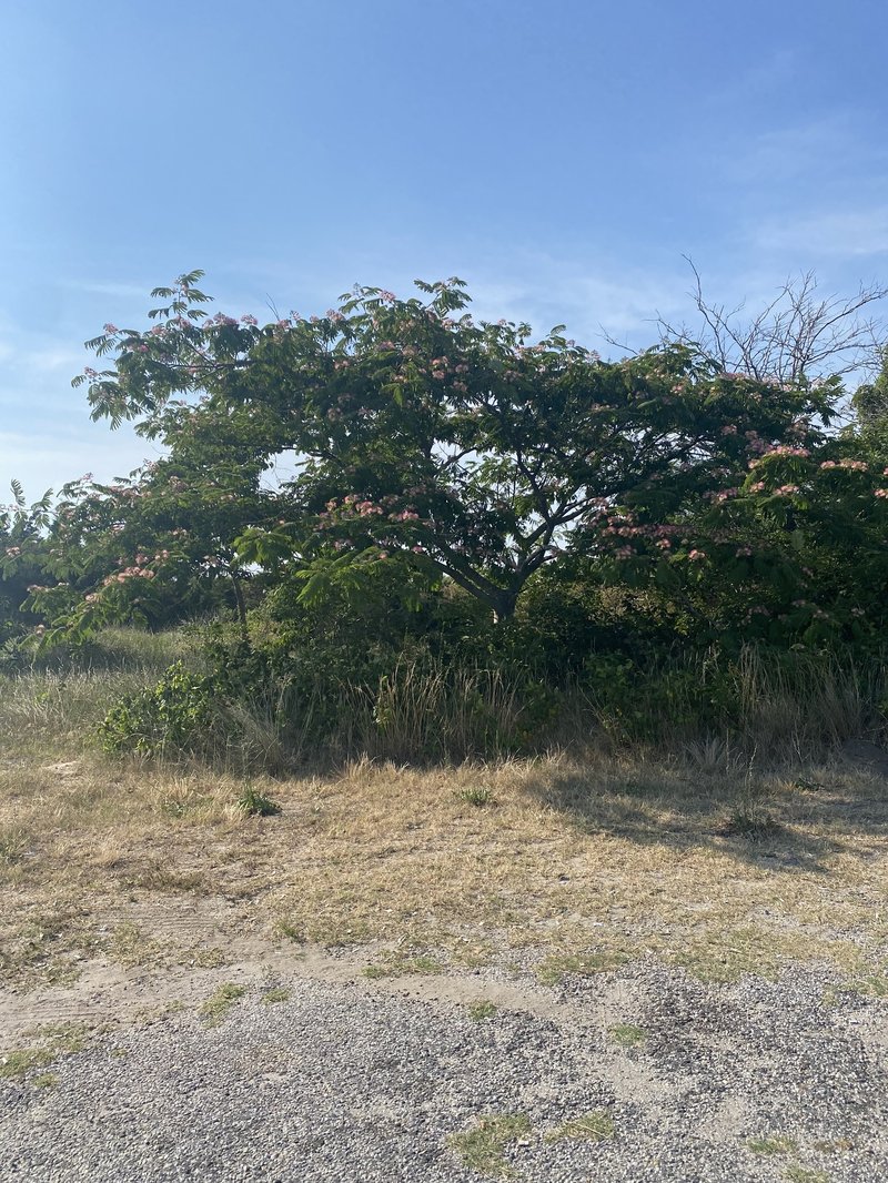 Silktree photo 3