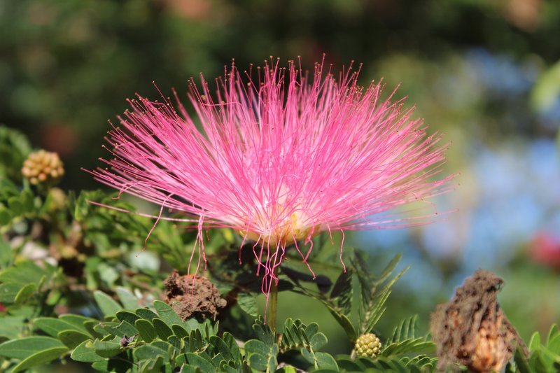 Silktree photo 4