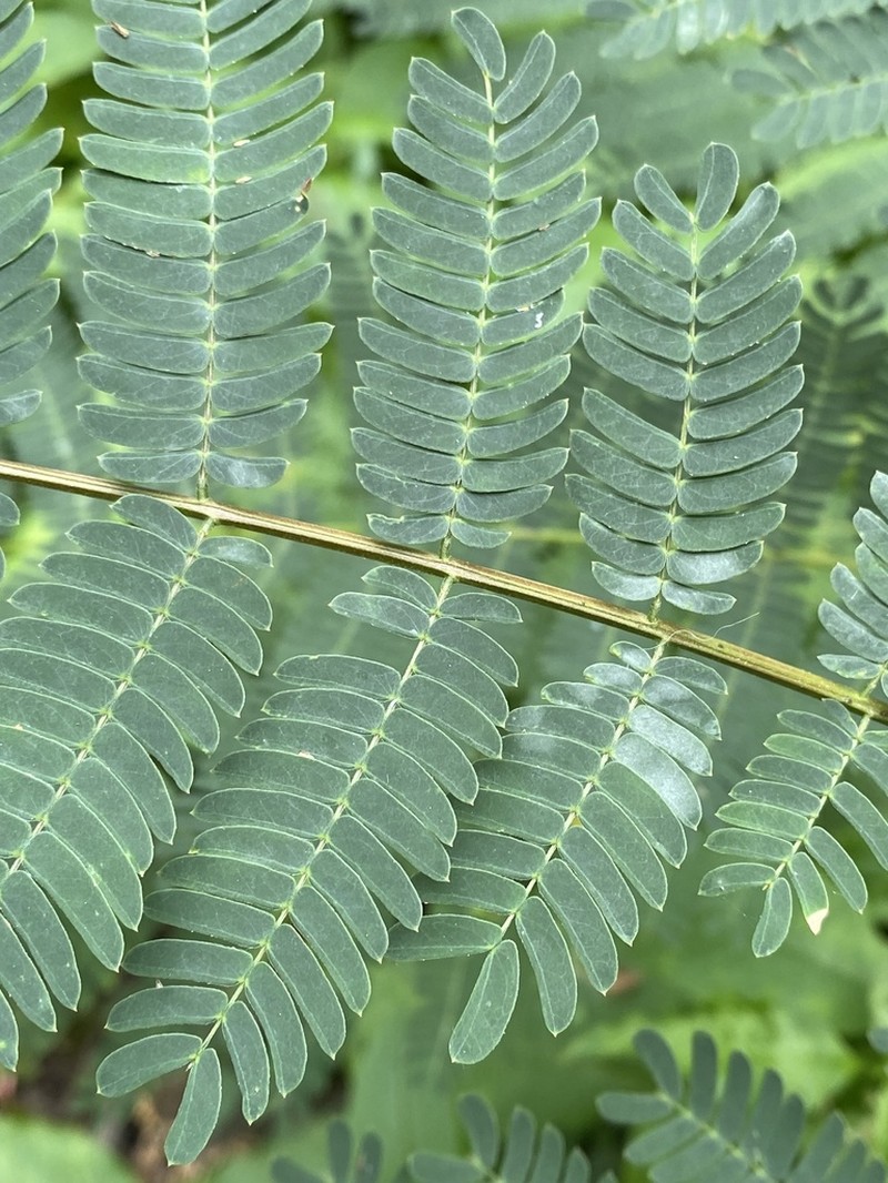 Silktree photo 6