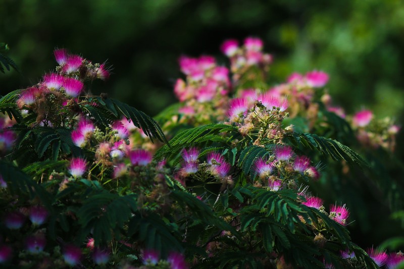 Silktree photo 7