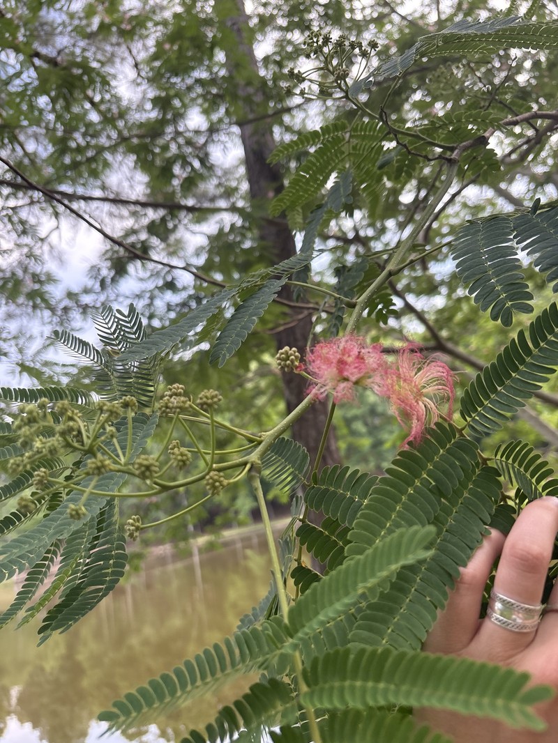 Albizia julibrissin var. julibrissin