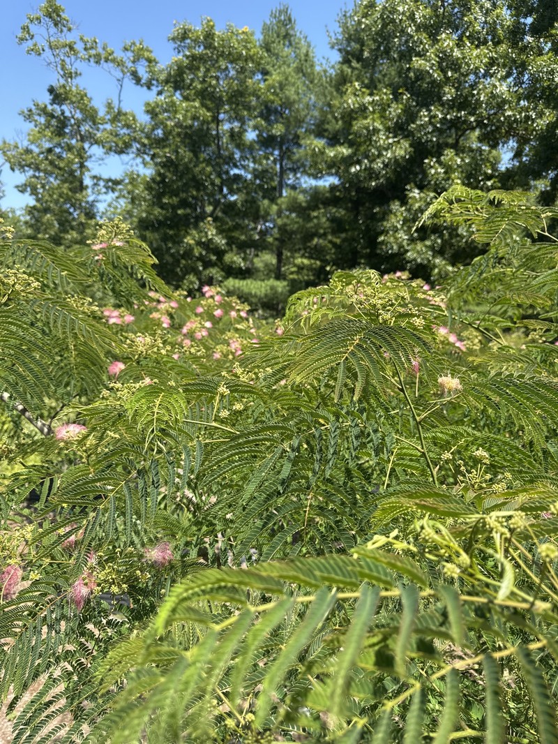 Albizia julibrissin var. julibrissin photo 2