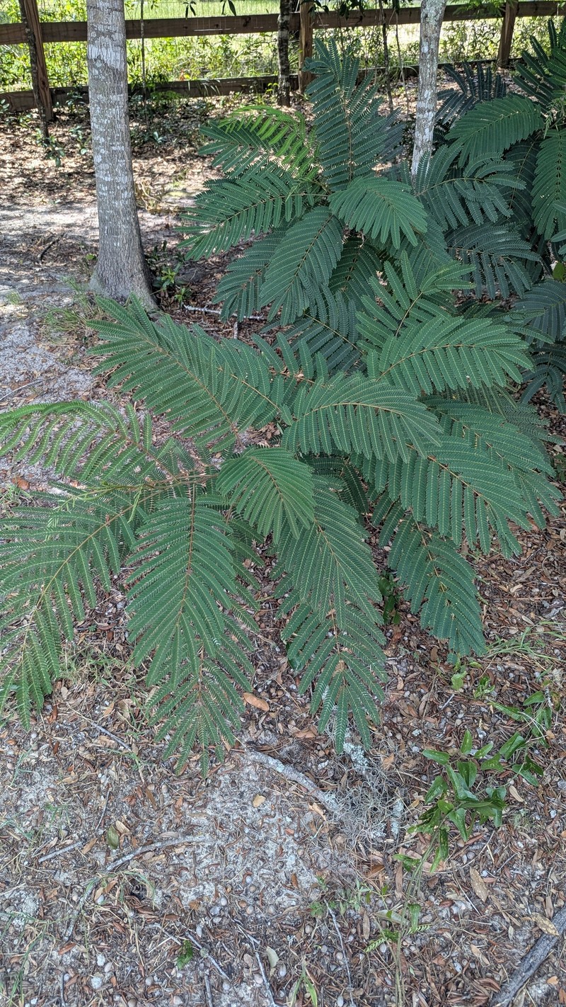 Albizia julibrissin var. julibrissin photo 3