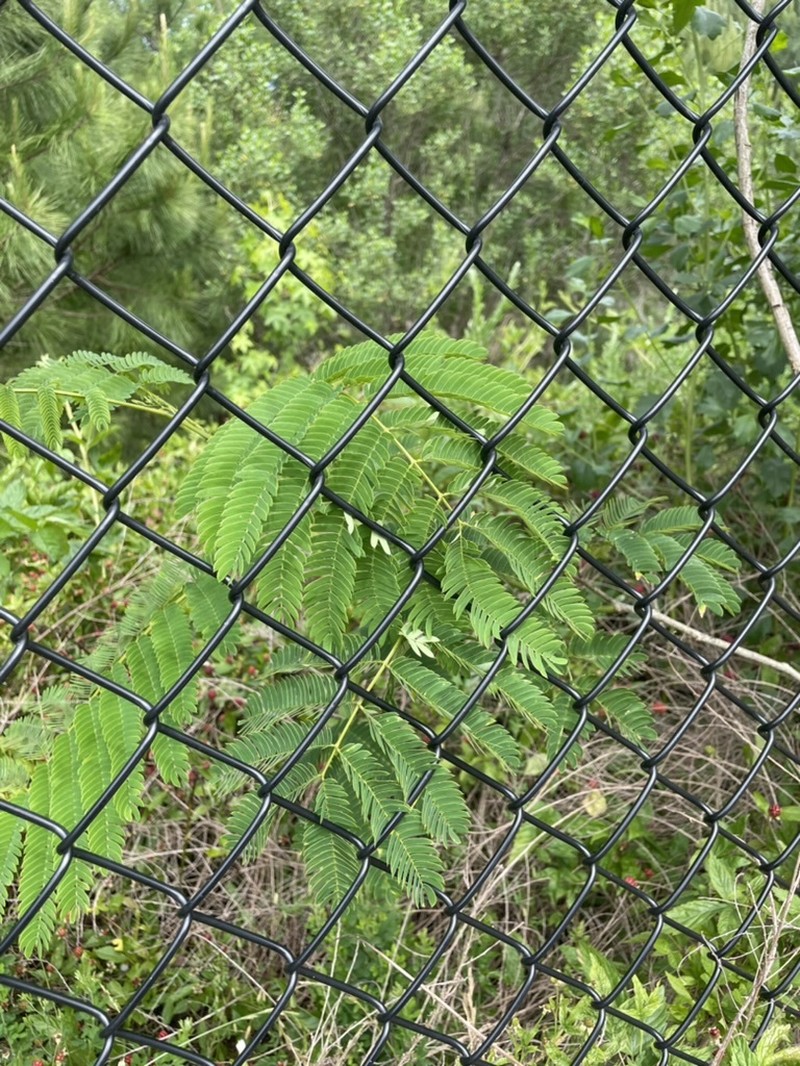 Albizia julibrissin var. julibrissin photo 4