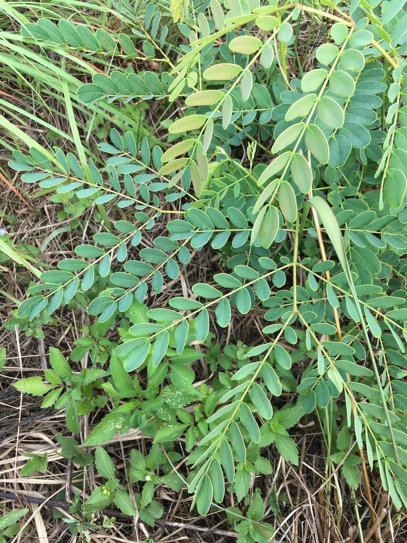 Albizia kalkora