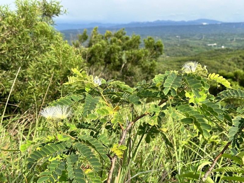 Albizia kalkora photo 2
