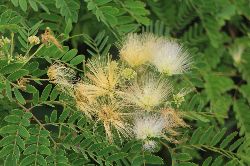 Albizia kalkora photo 3