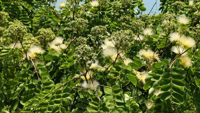 Albizia kalkora photo 4