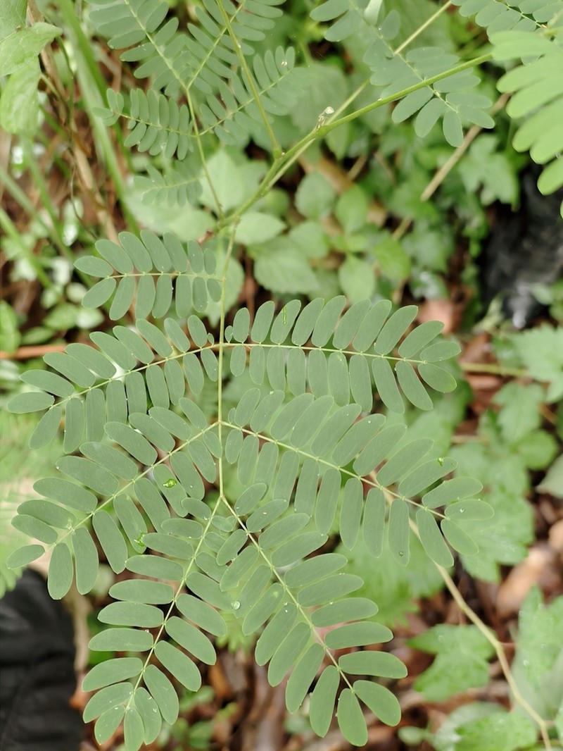 Albizia kalkora photo 6