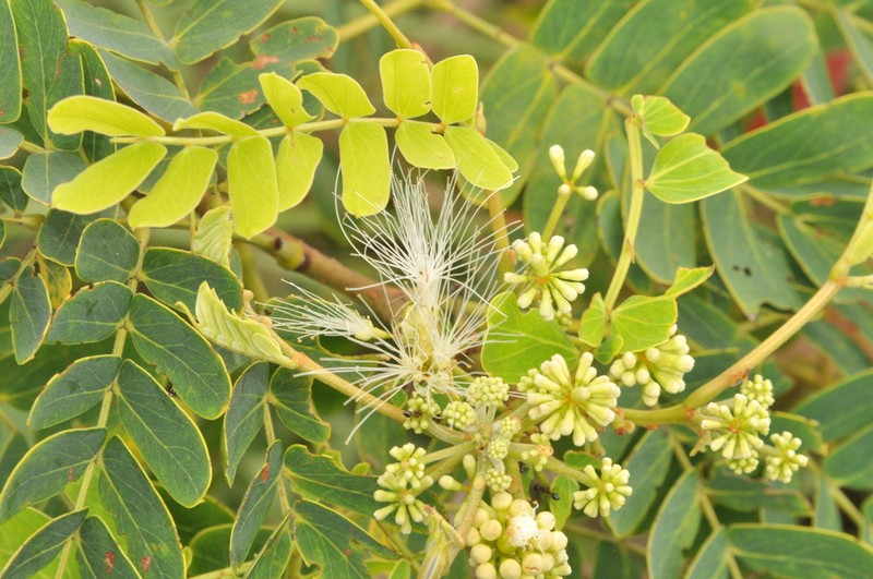 Albizia kalkora photo 7