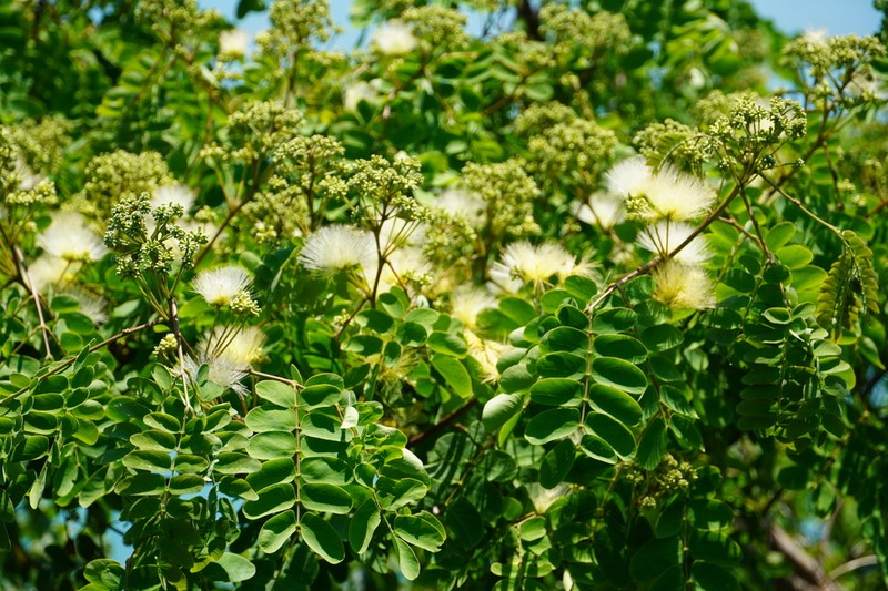 Albizia kalkora photo 8
