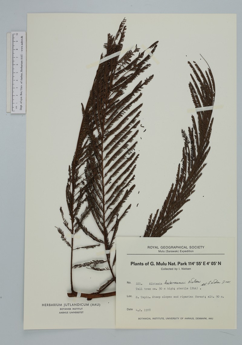 Albizia kostermansii